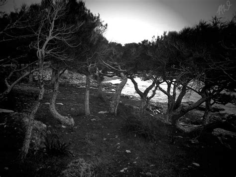 Monochrome Group Of Crippled Trees Landscape Photography N Westbrooks
