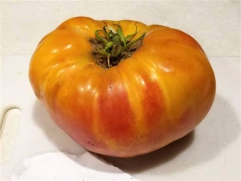Tomato Striped German Seeds Certified Organic Tomatoes Garden
