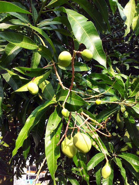 Babymangotreebaby Mango On The Treefree Pictures Free Image From
