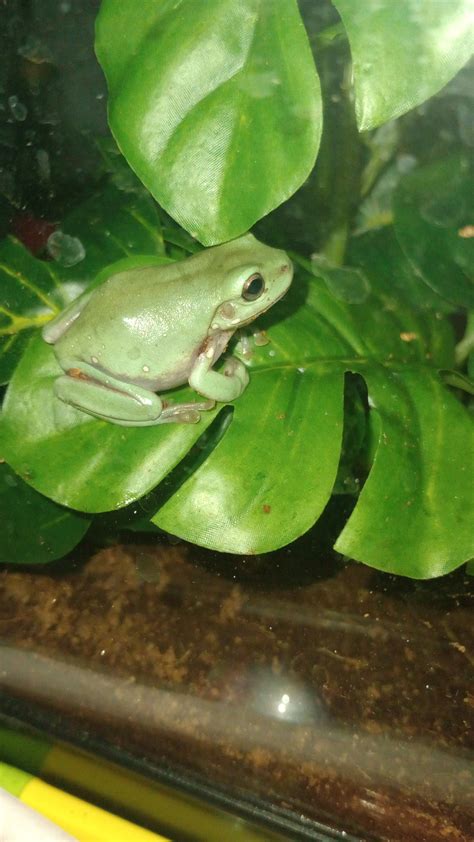 Is My Frog Sick Or Stressed Rfrogs