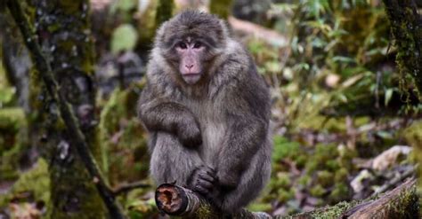 Discover The 3 Extinct Types Of Monkeys Az Animals