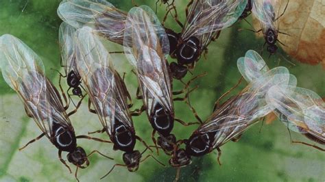 Flying Ants Set To Swarm Across Uk As Temperatures Sore Cbbc Newsround