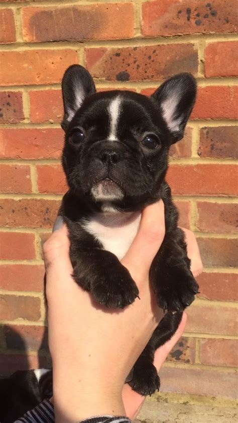 Blue french bulldog puppies for sale: French Bulldog Puppies For Sale | Epping, Essex | Pets4Homes