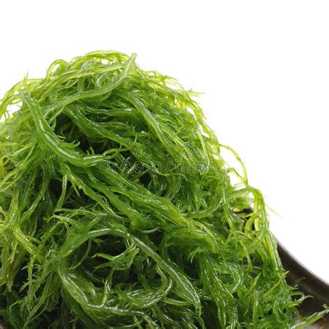 Laminaria Kelp Seaweed Stock Image Image Of Close Food 119560279