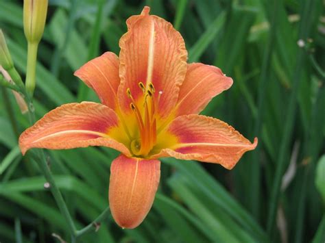 Daylily Fulva Ditch Lily Tiger Lily Common Lily Day Lilies