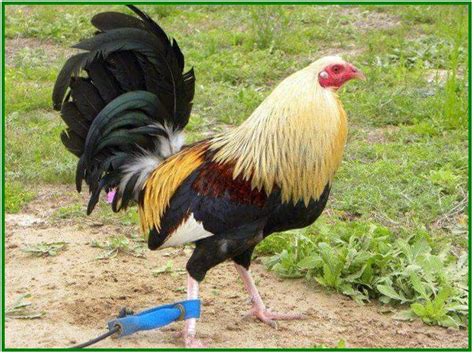We did not find results for: Ciri Ciri Fisik Ayam Petelur Yang Baik - Ini Cirinya