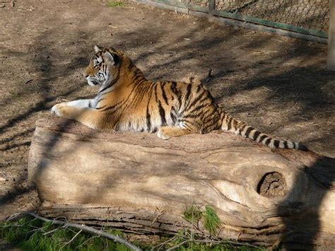 Amur Tiger Amyrpenn305 Flickr