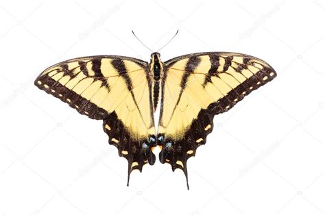 Gaviota Macho Tigre Papilio Glaucas