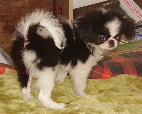 Japanese Chin Pups For Sale Adoption From West Mids Uk