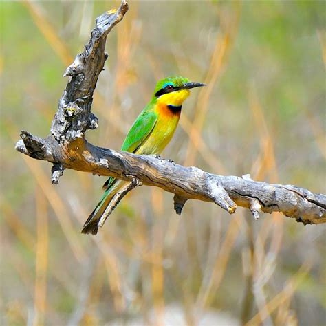 The Green Bee Eater Is A Richly Colored Bird That Predominantly Eat