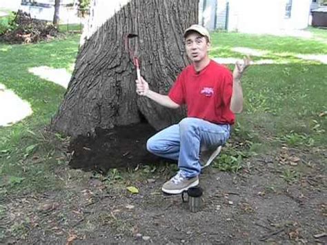 To honor him, i had his ashes placed on the path i stroll each morning leads straight to the hollow tree. Living Inside a Hollow Tree! - YouTube