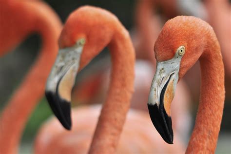 Spotlight On: Flamingo Gardens in Davie, Florida - Tampa Tree