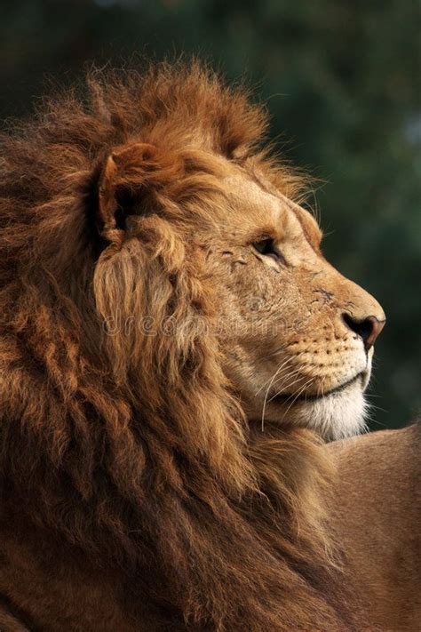 Картинки по запросу лев профиль Male Lion Lion Poster Lion Photography