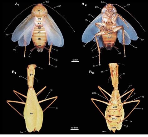 Figure From Evolution Of Reproductive Strategies In Dictyopteran Insects Clues From