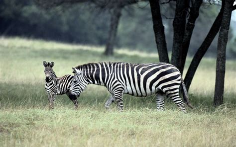 Beautiful Wallpapers Zebra Rare Pictures Collection