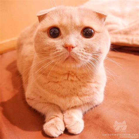 30 Worlds Cutest Cats Photos You Never See Before