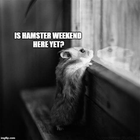 Hamster Weekend Is Getting Closer 6 8 July Imgflip