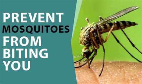 Prevent Mosquitoes From Biting You The Wellness Corner