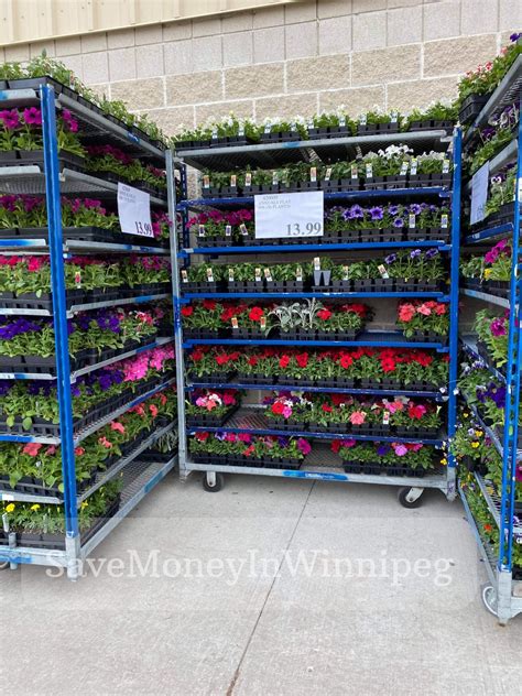 Costco Garden Centre Save Money In Winnipeg