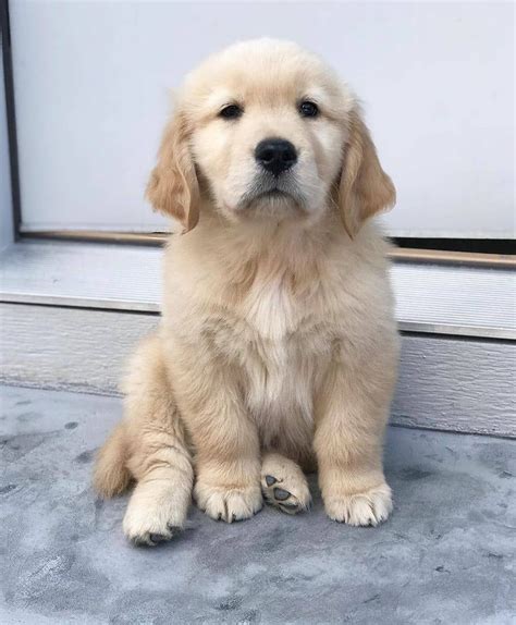 The sweet angel baby with puppy dog eyes. Golden Retriever on Instagram: "He's getting cuter by the ...