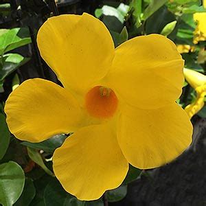 Placed centrally in a large pot with an obelisk or trellis to climb, mandevilla makes the perfect contrast for a wide variety of foliage plants such as coleus, oregano, petunias or even the elephant ear plant. Dipladenia - Nurseries Online