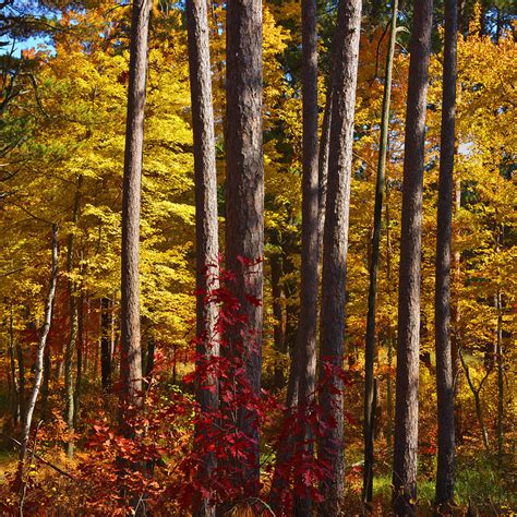 Beautiful Pine Trees Photograph By Donald Erickson Pixels