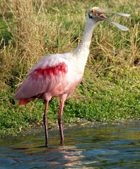 10 Beautiful Pink Colored Birds Birds Pink Bird Pink