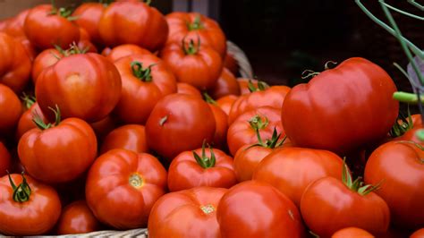 A Beginners Guide To Growing Tomatoes