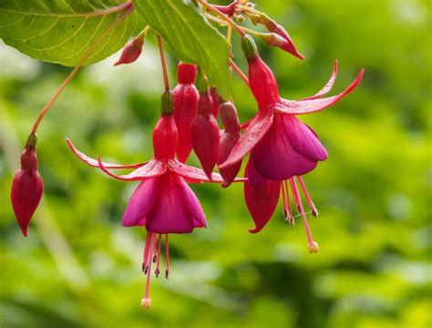 Fuchsia Plant Toxicity Can You Eat Fuchsia Flowers Or Berries