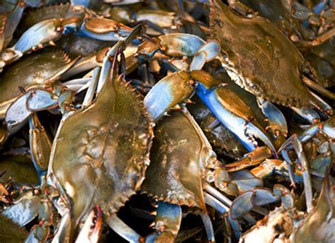 Seafood Connections Of Central Florida Your Florida Wholesale Seafood