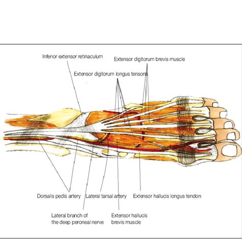 Foot anatomy diagram foot joint diagram foot sprain diagram foot tendons and ligaments pain tendon sheaths in the foot anatomy kenhub. Basic anatomy of the arteries and muscles of the dorsalis ...