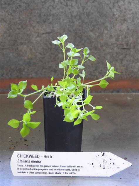 Chickweed Plant Stellaria Media All Rare Herbs Specialist Herb Nursery