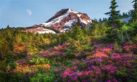 Oregon Wildflower Photography Season 2017 By Photographer Gary Randall