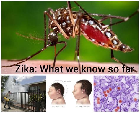 sex and zika what scientists know and what they don t about the virus