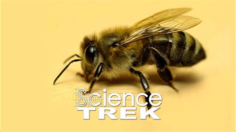 Bees Whats The Buzz About Bees Science Trek Pbs Learningmedia