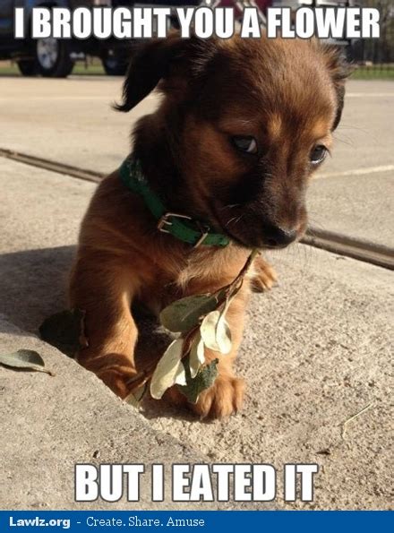 Check spelling or type a new query. ADORABLE PUPPY MEMES image memes at relatably.com