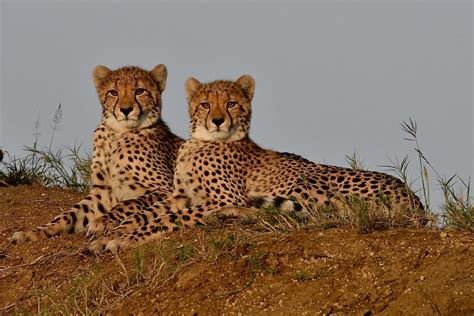 Cheetah Cubs At Sunset Kwazulu Natal South Africa Acinony Flickr