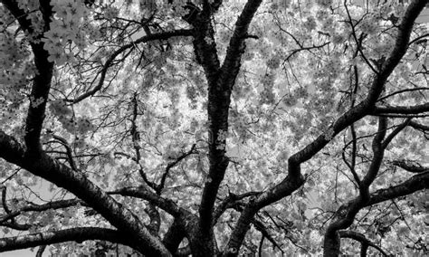White Cherry Blossom Tree Stock Photo Image 41009622