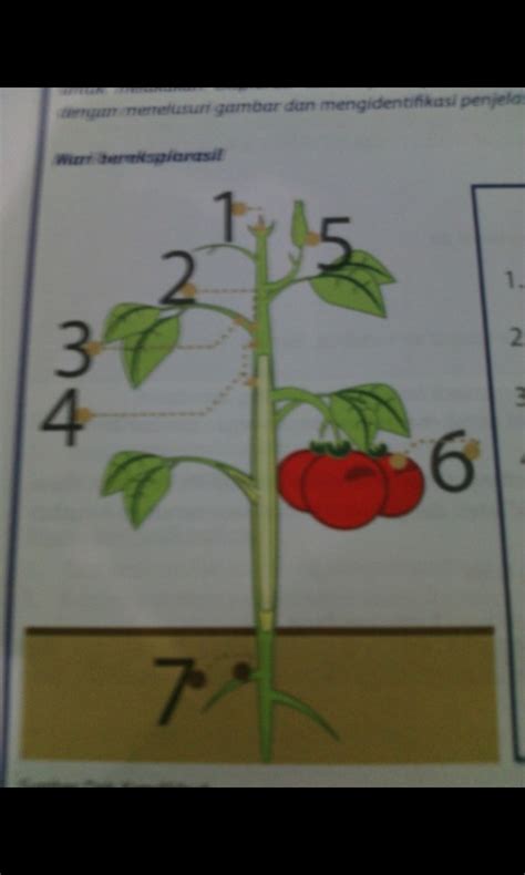 Maybe you would like to learn more about one of these? Menakjubkan 13+ Gambar Bunga Beserta Nama Bagiannya ...