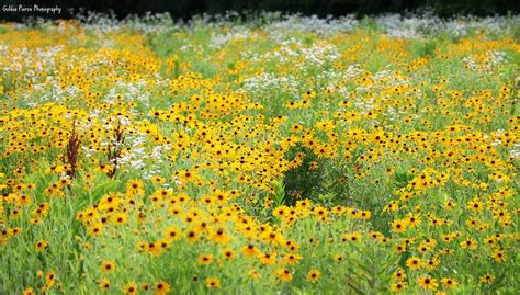 Field Of Wildflowers Photograph By Goldie Pierce Fine Art America