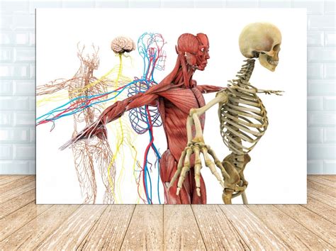 Cuadro Moderno Canvas Anatomía Humana Sistema Cuerpo95x130cm Mercado