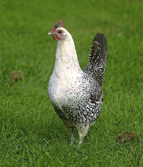 Top 11 Best Chicken Breeds That Lay White Eggs With Pictures