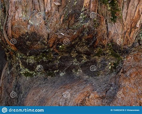 Detail Of Bark Of Giant Sequoia Tree Stock Photo Image Of Sequoia