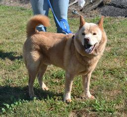 We did not find results for: View Ad: Chow Chow Dog for Adoption near Ohio, Akron, USA. ADN-620015