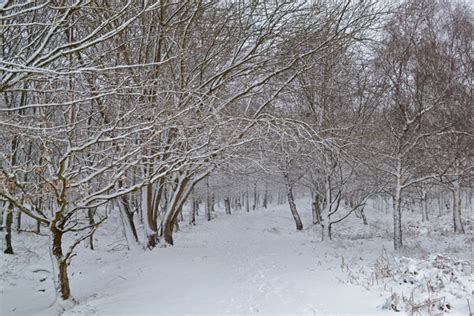 Web 660 Knole New Park In Snow Feb 7 2021 Path Dsc0352 Kent Walks