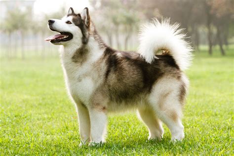 Alaskan Malamute Dog Breed Characteristics And Care