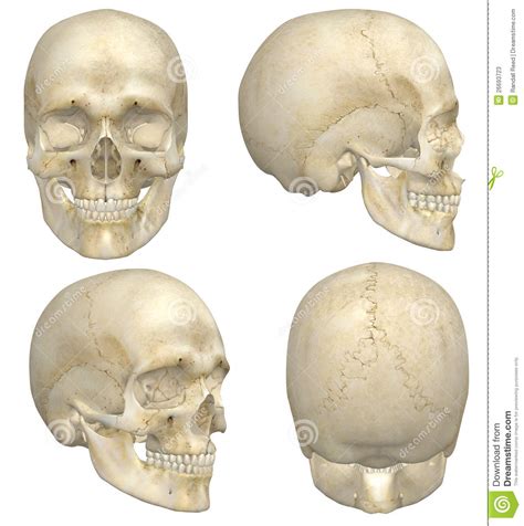 Anatomical structures of the skull include: Human Skull stock illustration. Illustration of front ...