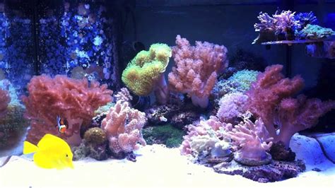 Simple Soft Coral Setup Youtube