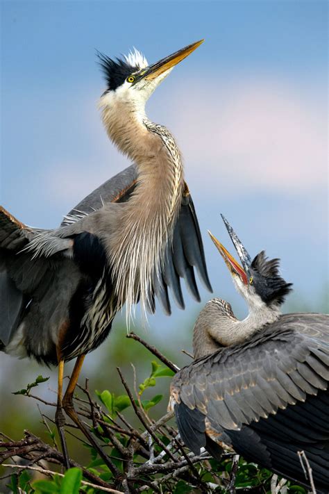 Gallery Nesting Great Blue Herons All About Birds All About Birds