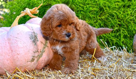 Choose a puppy from a reputable, accredited breeder and avoid the puppy farmers. Labradoodle Puppies for Sale | Barksdale Labradoodles